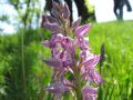 Orchis militaris